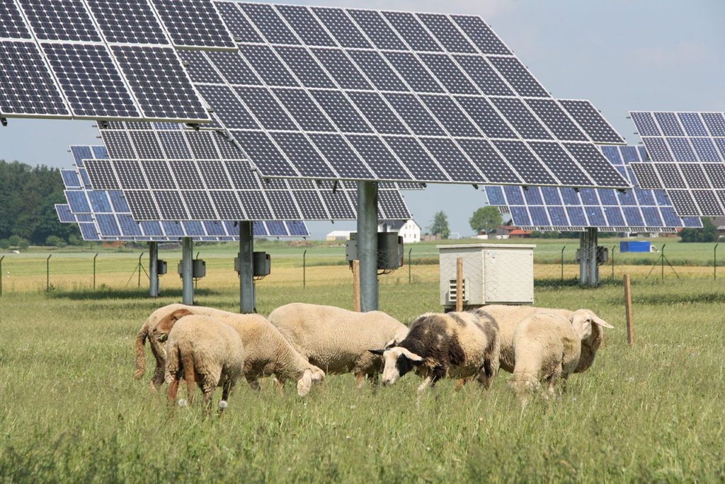 Hochwertige Solaranlagen haben einen höheren Wirkungsgrad. (Bild: Von GrüneFraktionBayern - Flickr: 04 Die Anlage ist so ausgelegt dass sie gleichzeitig als Weide genutzt werden kann, CC BY 2.0)